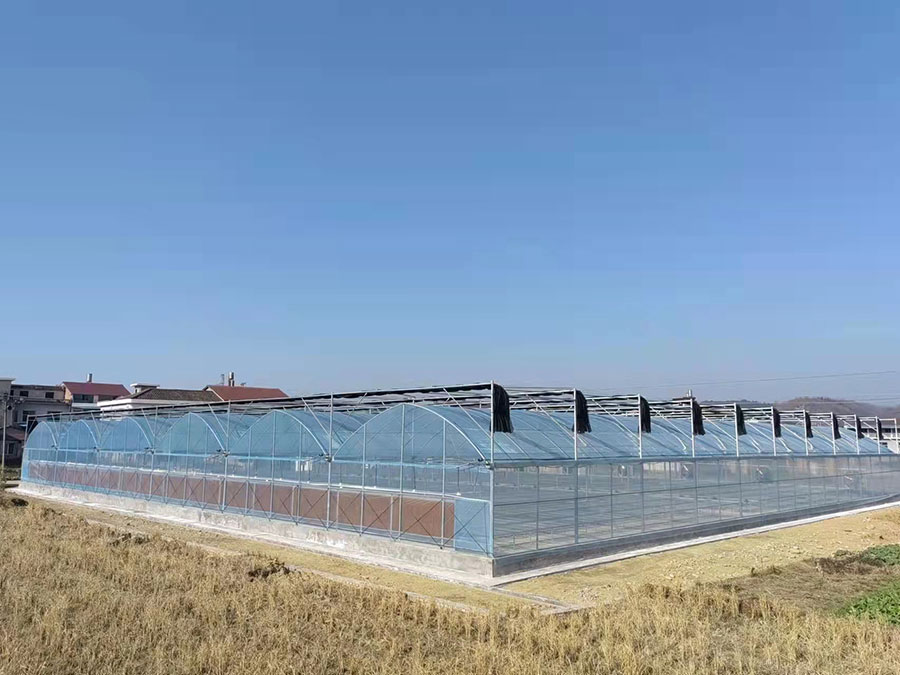 連棟薄膜溫室